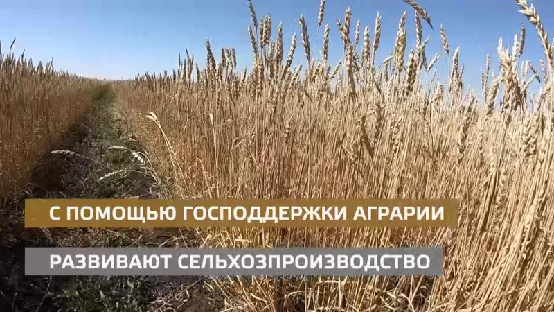 В Оренбуржье продолжается уборка богатого урожая зерновых