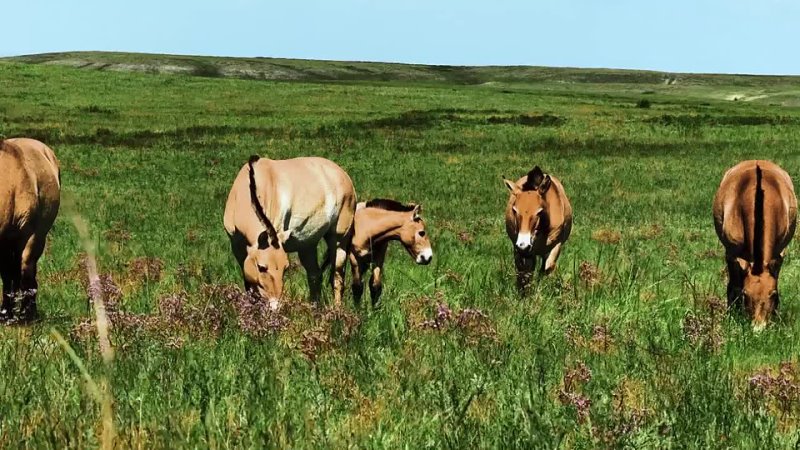 В Оренбуржье возродили поголовье краснокнижных лошадей